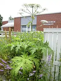 Giant hogweed, Heracleum mantegazzianum