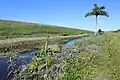 View of the Dike in Canal Point, Florida, along catchment ditch, with Roystonea palm in distance.