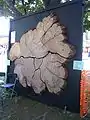 The above section on display at the 2010 Yarmouth Clam Festival. It is now on permanent display on Cleaves Street, on the property of Yarmouth's town hall