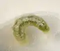 Final instar larvae building cocoon