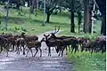 Herd of Deer, Nagarahole