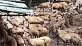 Herd of Deer including sambar in Thiruvananthapuram Zoo