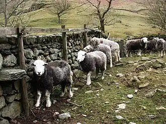 Herdwick sheep