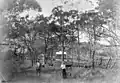 Hermann and Fanny Rieck on their banana farm, 1893