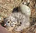 Chick with an egg in nest