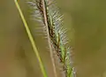 Heteropogon contortus