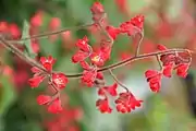 'Ruby Bells' cultivar