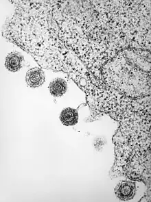 HHV-6 released from a lymphocyte which has been infected