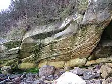 Hibbertopterus trackway: negative relief image, a groove infilled by sand appears as a ridgeline