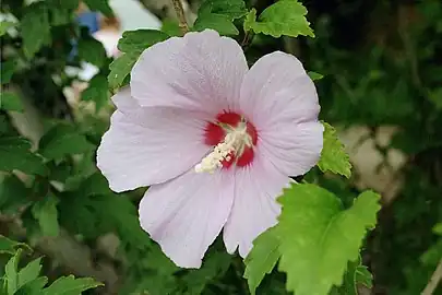 Rose of Sharon, Syrian ketmia (Hibiscus syriacus)