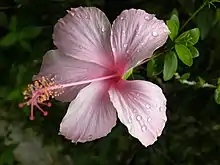 Pale rose-coloured hibiscus