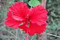 Hibiscus rosa-sinensis is one of the commons flower