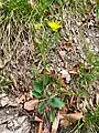 specimen of Hieracium hypochoeroides subsp. parvimaculatum (Joch.Müll.) Greuter