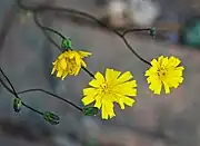 Flower detail.