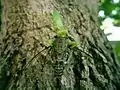 Meimuna opalifera being eaten by a giant Asian mantis (Hierodula patellifera)