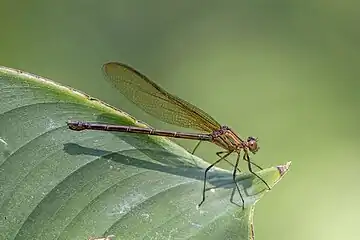 Highland rubyspot (H. cruentata) femaleGuatemalan