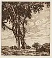 Hilltop Elms, etching, Lucioni, 1955, Dallas Museum of Art