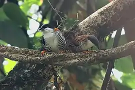 in Pabyuk-Naitam, Sikkim, India