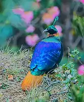 Himalayan Monal (Lophophorus impejanus)