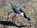 Black-necked stilt