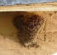 Nest under a bridge