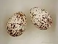 Egg of Angola swallow