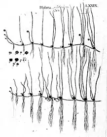 79 Pilularia