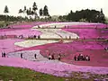 Hitsujiyama-park Phlox subulata