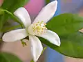 Kumquat flower