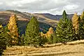 Autumnal Larix decidua (yellow), Pinus cembra (dark green, wide), and Picea abies (dark green, slender) landscape. Carinthia, Austria