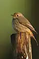 Hodgson's redstart, Manas NP, Assam, India