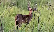 Hog Deer