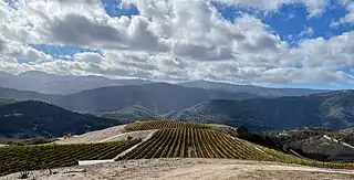 Holman Ranch Vineyard, Carmel Valley