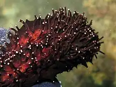 Podia of a sea cucumber (Holothuria forskali)