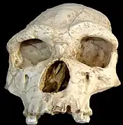 Homo erectus tautavelensis skull.