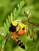 Bee gathering pollen (orange pollen basket on its leg)