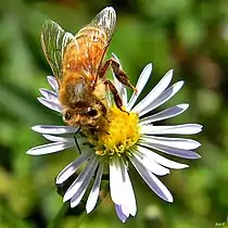 Honey bee on flower head