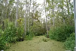 Image 30Honey Island Swamp (from Louisiana)