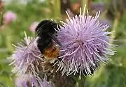 Bumblebee on thistle flowerhead (Cirsium arvense)