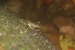 Hong Kong cascade frog (Amolops hongkongensis) at a waterfall in Hong Kong