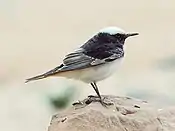 Hooded wheatear, Jordan