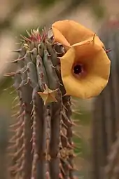 cactus flowers