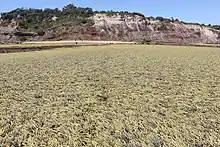 High densities of Hormosira at Long Reef, Sydney, Australia