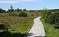 Boardwalk in the raised bog