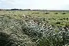 Ludham – Potter Heigham Marshes