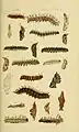 Larva and pupa, figures 10 and 10a