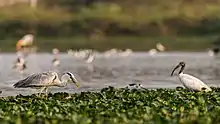 Birds at a lake