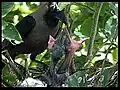 House crow feeding chicks in Chennai, India