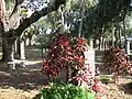 Houston Pioneer Cemetery