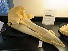 Skull of a Hubbs' beaked whale (M. carlhubbsi)